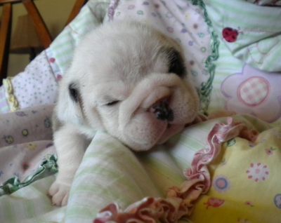 Cute,charming and adorable English Bulldog Puppies for sale.