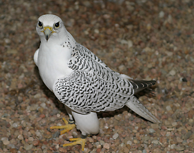 Beautiful falcon birds for sale