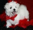 Beautiful baby  male and female Maltese puppies for adoption