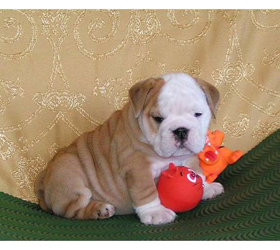 Adorable English Bulldog  puppies