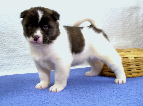 akc calm akita puppies for re homing