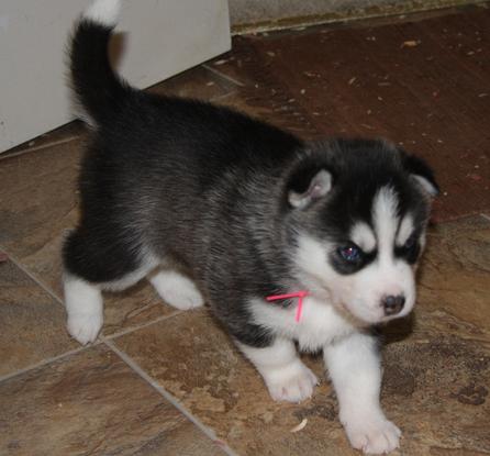 Siberian huskies for good homes now