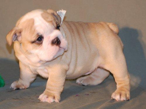 English bulldog puppies available