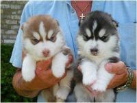 Cute Siberian Husky puppies for adoption