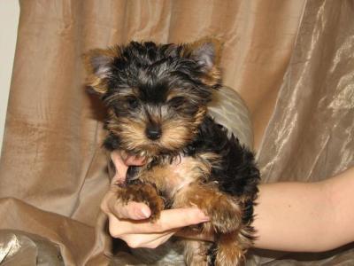 Adorable Cute Teacup Yorkie Puppies (LOVELYHOME2@GMAIL.COM)