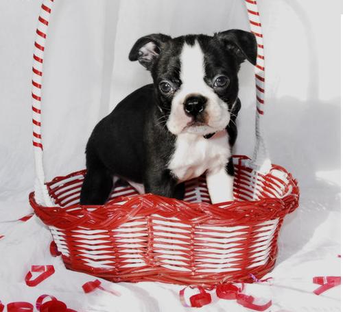 Boston terrier puppies for sale