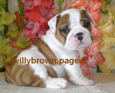 English Bulldogs Puppies Available Now!