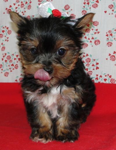 AKC Registered Teacup Yorkie  Puppies Available For Adoption..