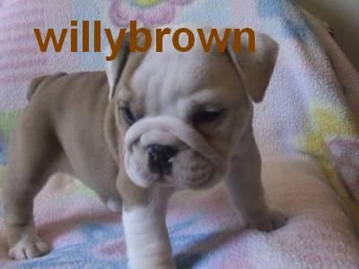 registered.  Nice quality bloodlines(willybrown00127@gmail.com)