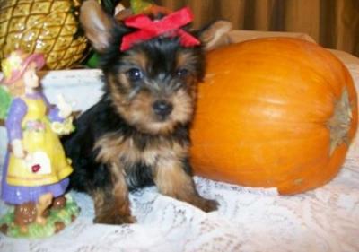 Cute Yorkie puppies for adoption