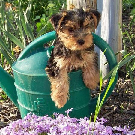 LOVELY FEMALE TEACUP YORKIE PUPPIES FOR ADOPTION!!