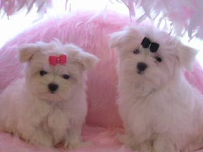 Good Looking Male and Female Maltese