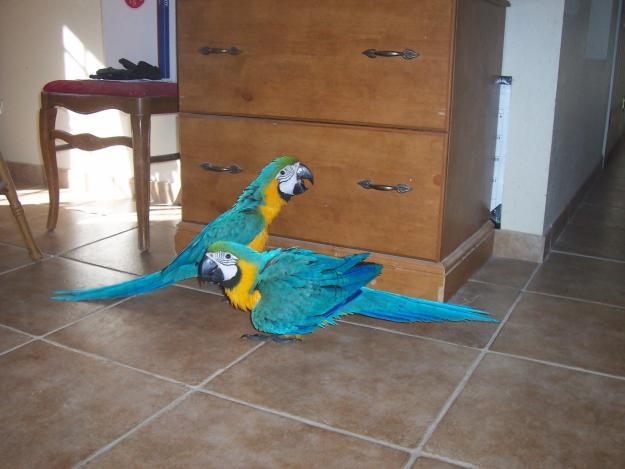 hand feed male and female macaw parrots