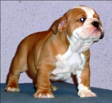 cue and adorable english bulldog puppies for a caring home