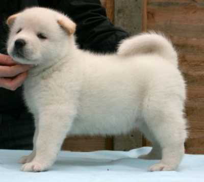 cute and lovely akita puppy for free rehoming