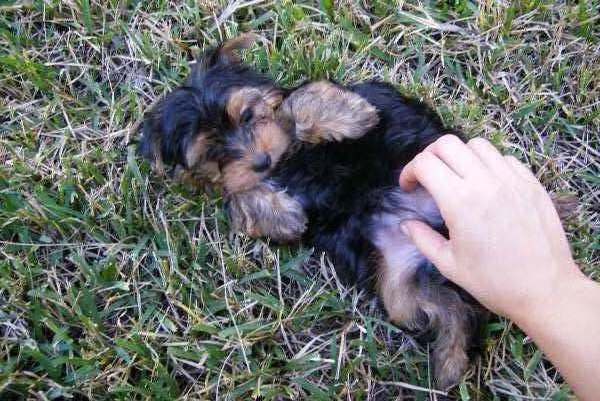 cute and lovely male and female teacup yorkie puppies for free adoption.