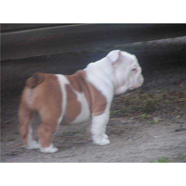 Pretty Trained English Bulldog Puppies For Adoption