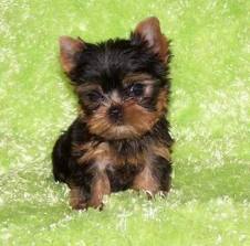 Adorable Tea  Cup Yorkie Puppies For Free Adoption..