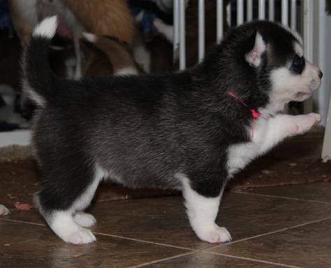 Siberian huskies for good homes