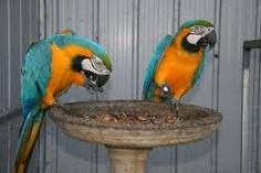 Blue and Gold Macaw Parrots