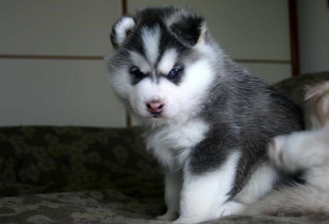 Cutest Siberian Husky Puppy For Adoption -