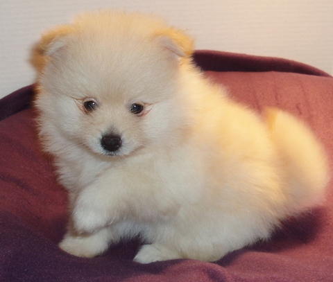 lovely  Pomeranians  puppy for good  home