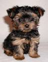 Awesome Teacup Yorkie puppies For Free Adoption