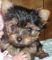 Adorable Tea Cup Yorkie Puppies For Free.