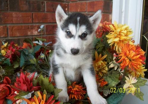 Fantastic Siberian Husky Puppies for Good Homes.