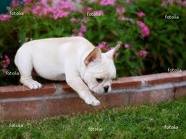 beautiful cream white female french bulldog available