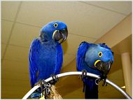 CUTE hyacinth macaw PARROTS FOR A CARING HOME-