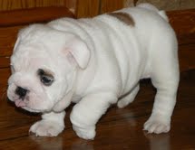 sweet english bulldog puppies available for good homes(kl_amabel@yahoo.com)