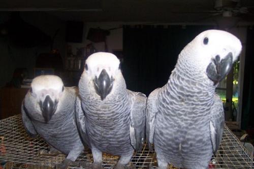 Beautiful African Grey Parrots For Re-Homing