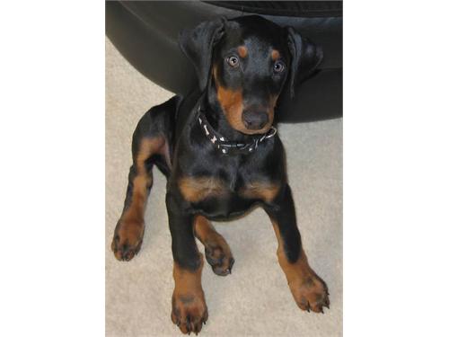 Lovely Doberman Pincher Puppy For Re home !!!!