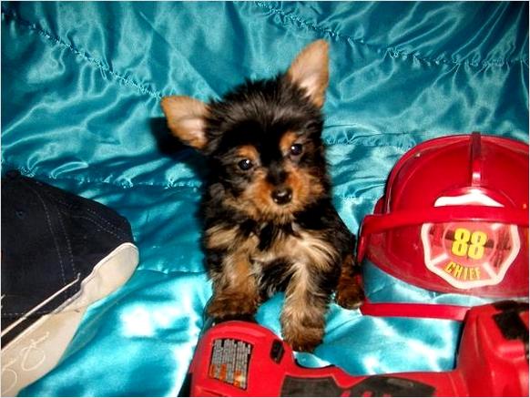 AKC Yorkshire Terrier puppies-Healt?h Guarantee-Vet Check