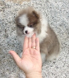 affectionate pomeranian puppies