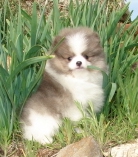 2 beautiful pomeranian puppies for sale