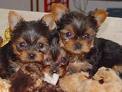 Hello we now have available cute baby yorkie puppies ready for new homes.