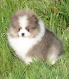 cute and adorable teacup pomeranian puppies for adoption