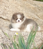 good looking pomeranian puppies