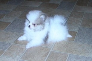 cute male and female pomeranian puppies for a good and caring home