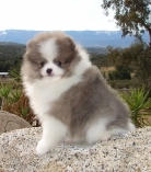 Fluffy white Pomeranian