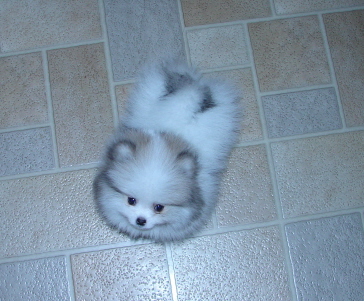 adorable pomeranian puppy