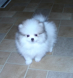 free pomeranian puppy for you