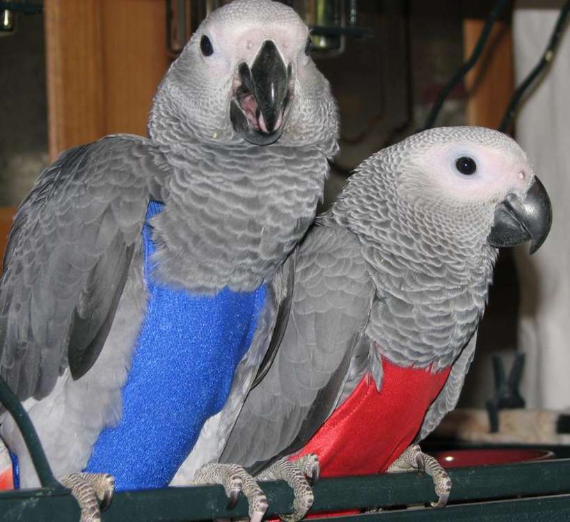 Super Loving African Grey Babies with free cage