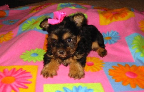 two sweet Yorkie puppies male and female looking for good homes.