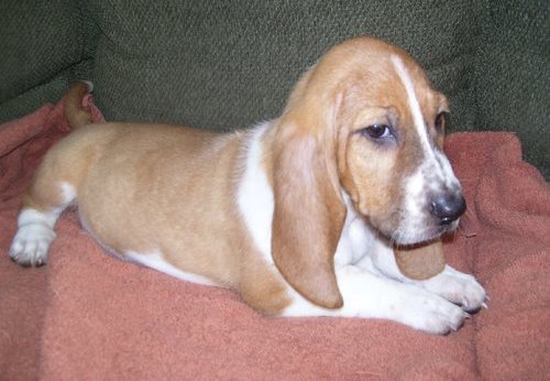 affectionate basset hound puppies