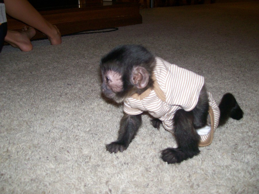 Intelligent Baby Capuchin monkey for Adoption