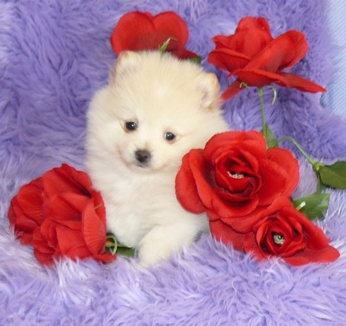 CUTE AND ADORABLE POMERANIAN PUPPY