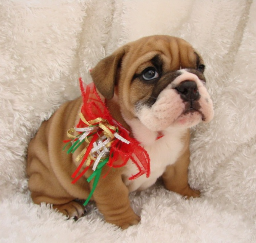 Gorgeous Akc English Bulldog puppy